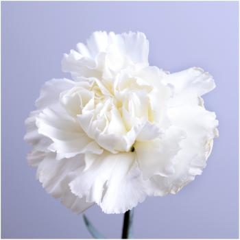 Grenadin White Carnation Seeds (Dianthus caryophyllus) - Seed Needs