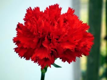 Red Carnation Flower HD Wallpaper « Wallpaper Tadka
