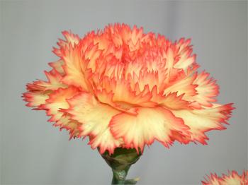 Yellow Orange color Carnation Flower « Wallpaper Tadka