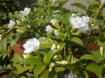 Plants Growing In My Potted Garden.: Crape Jasmine/Carnation Of India