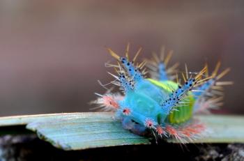 Carnival caterpillar
