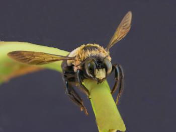 carpenter bee on twig.