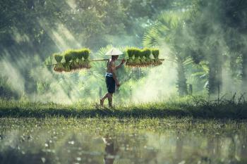 Carrying Grass on a Stick