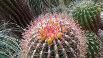 Colorful cactus bloom, close up, cacti in background, Berlin ...