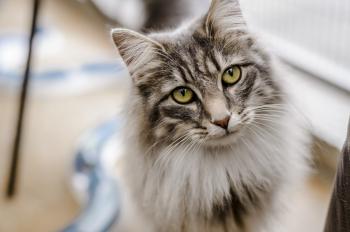 Flea Treatment for Cats and Kittens