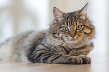 Hypothyroidism in Cats | Felines With Underactive Thyroids