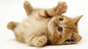 Cats and their magic power? | SiOWfa15: Science in Our World ...