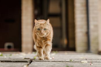 What to do if your cat is lost | How do I find my cat if it goes ...