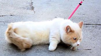People Try Walking Their Cats - YouTube