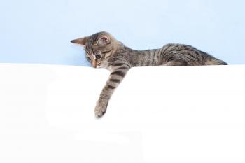 Is Your Cat Left-Handed? Here's How to Tell.