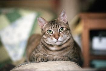 Woman Gets Cat Tattoo With Ink Made From Fur | Allure