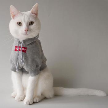 Zappa the Instagram Model Cat Has a Closet of Tiny High Fashion ...