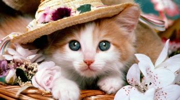 Cat Pictures - All Time Favorite Images of Cats | Pets World