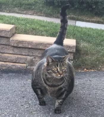The Internet Is Obsessed This Very Good, Very Buff Cat – Meowingtons