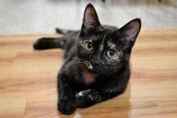 Our Current Cats – Cat Café Mad