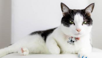 A guide to giving your cats their annual performance review