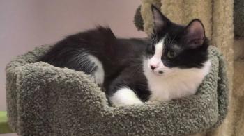 Live Kitten Cam - watch cute kittens playing | Explore.org