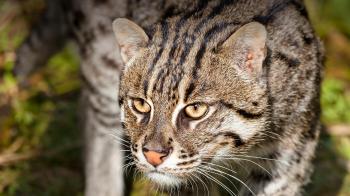 Fishing Cat | San Diego Zoo Animals & Plants