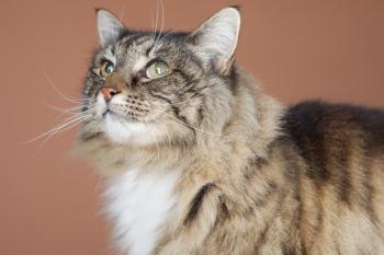 New Additions to the Cat-to-Human Age Chart