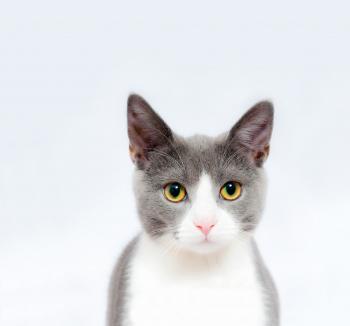 Cat Images · Pexels · Free Stock Photos