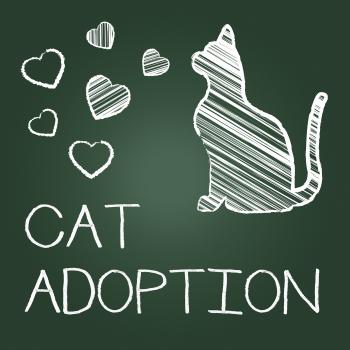 Cat Adoption Shows Kitten Pet And Adopting
