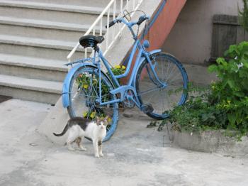 Cat and bicycle