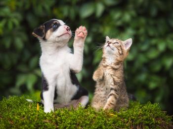 A pet expert explains the differences between dog and cat owners ...