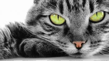 Cat Closeup