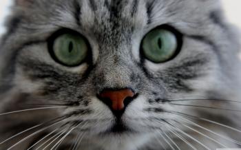 Kitten closeup