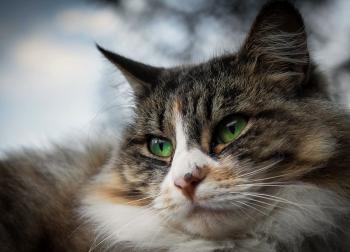 Cat Closeup