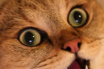 Eye Discharge in Cats - Symptoms, Causes, Diagnosis, Treatment ...