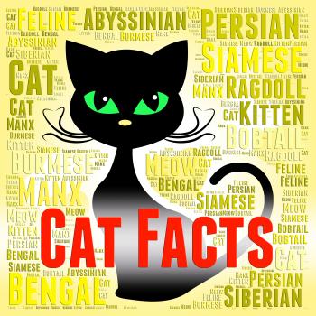 Cat Facts Shows True Knowledge And Puss