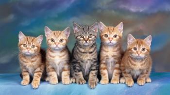 How Many Cats Is Too Many? - Purrfect Love