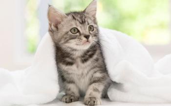 Domestic Shorthair Cat Characteristics & 7 Things You Didn't Know ...