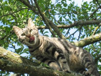 File:Cat in a tree.jpg - Wikimedia Commons