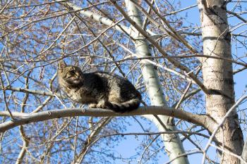 Cat in tree