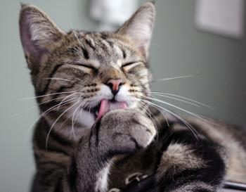 Cat Licking Paw HD Wallpaper | Animals Wallpapers