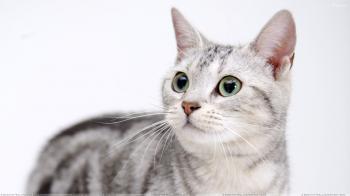 Sweet Cat Looking For Somthing Wallpaper
