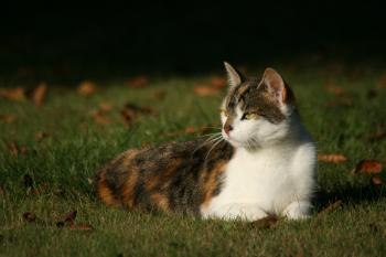 Cat lying in the grass