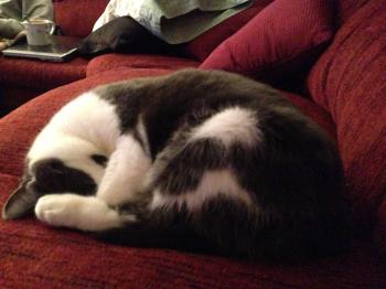 Cat Nap Inn | Aurora Veterinary Clinic | Veterinarians in Aurora