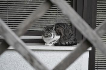 Cat on a window board