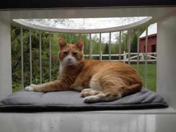 cat solarium