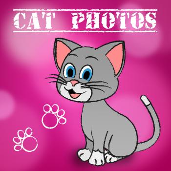 Cat Photos Indicates Snapshot Photography And Camera