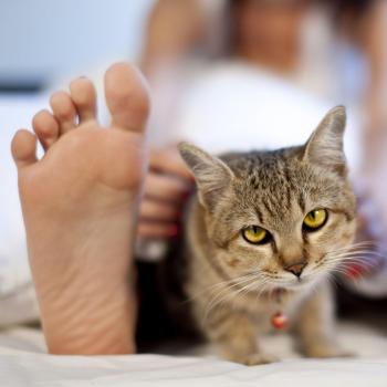 Why Does My Cat Sleep on My Feet?