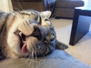 It's Thursday. Where Is Your Cat Sleeping? - ACED Magazine