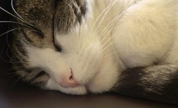 Is My Cat Sleeping Too Much? - Purrfect Love
