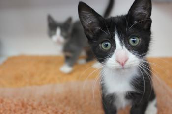 How to Help Your Cat Sleep Through the Night - Letters from the Kennel