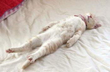 Funny Cats Sleeping in Weird Positions Compilation (2014) - YouTube