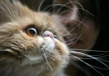 Why does my cat need such long whiskers?