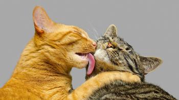 How Cats Show Their Love | Cat Care - YouTube